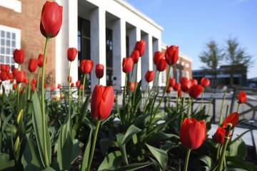 Red tulips bloom in front of a campus building