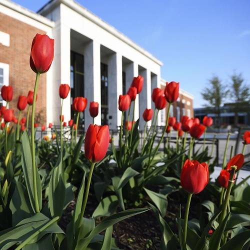 Red tulips bloom in front of a campus building