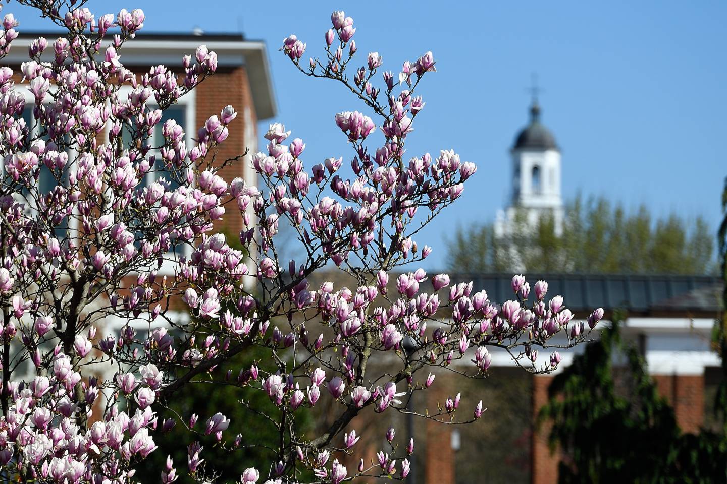 Staff Advisory Council Johns Hopkins University