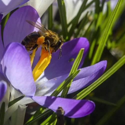 A bee collects pollen from a purple flower
