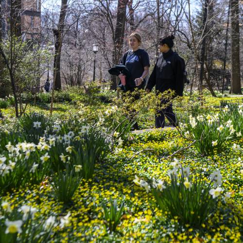 Two students walk through sea of yellow early spring flowers