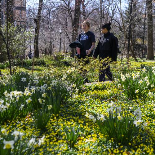 Two students walk through sea of yellow early spring flowers